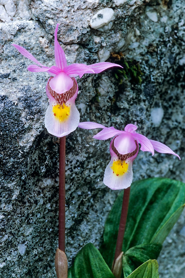 Die Norne gehoert in Europa zu den groessten Orchideen-Raritaeten  -  (Foto Norne im Kanadischen Jasper-Nationalpark), Calypso bulbosa, Calypso Orchid is one of the biggest orchid rarities in Europe  -  (Fairy Slipper - Photo Calypso Orchid in the Canadian Jasper National Park)