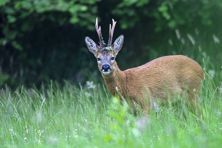 Reh, frisch gesetzte Rehkitze wiegen zwischen 1,1 - 1,5 kg  -  (Rehwild - Foto Rehbock mit abnormen Gehoern), Capreolus capreolus, European Roe Deer, the offspring weighes about 1,1 to 1,5 kg  -  (Roe Deer - Photo Roebuck with abnormal antlers)