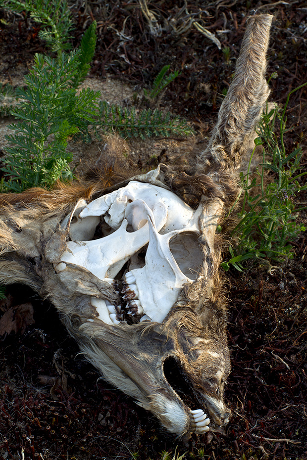 Schaedel eines verendeten Rehbocks im Fruehling  -  (Europaeisches Reh - Rehwild), Capreolus capreolus, Skull from a dead Roebuck in spring  -  (European Roe Deer - Western Roe Deer)