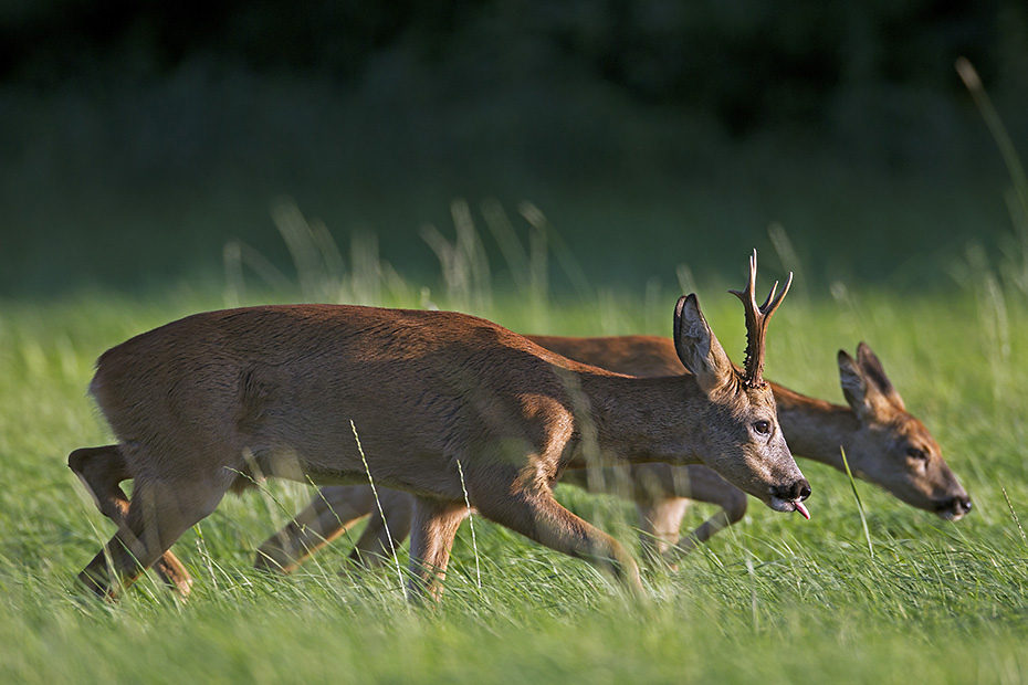 Ein Rehbock treibt eine Ricke in der Blattzeit  -  (Rehwild - Europaeisches Reh), Capreolus capreolus, A Roebuck in the mating season chases a female Roe Deer  -  (European Roe Deer - Western Roe Deer)