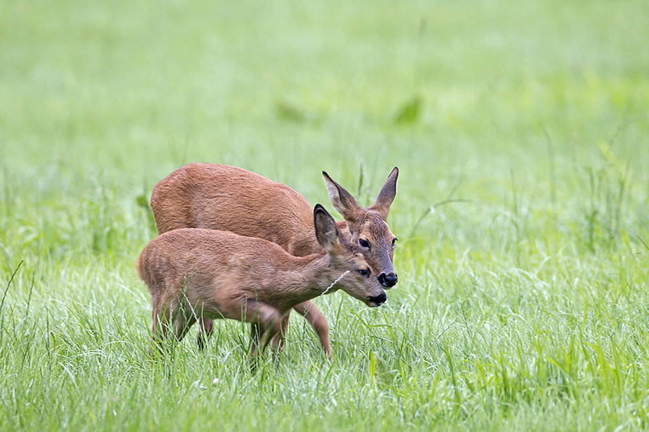 Eine Ricke wechselt mit einem Rehkitz zum Aesen auf eine Wiese  -  (Europaeisches Reh - Rehwild), Capreolus capreolus, A female Roe Deer goes to a meadow with a fawn to graze  -  (European Roe Deer - Western Roe Deer)