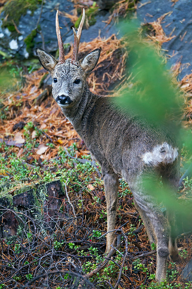 Ein starker schwedischer Rehbock auf einer Insel nahe der Kueste  -  (Europaeisches Reh - Reh), Capreolus capreolus, A strong swedish Roebuck on an island near the coast  -  (European Roe Deer - Western Roe Deer)