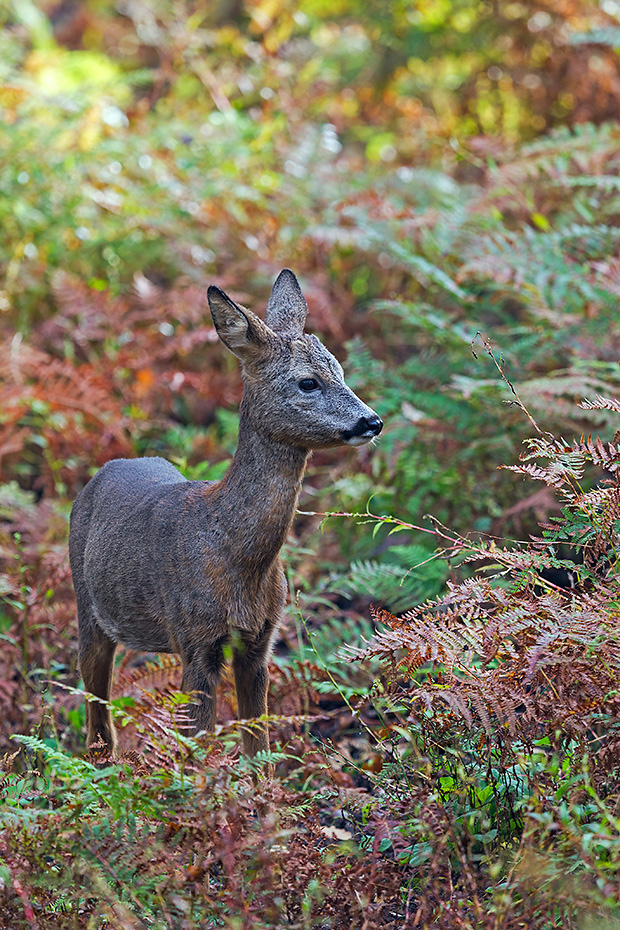 Bockkitz im Spaetherbst zwischen Adlerfarn, Capreolus capreolus, Roe Deer male fawn in late autumn between Bracken Fern