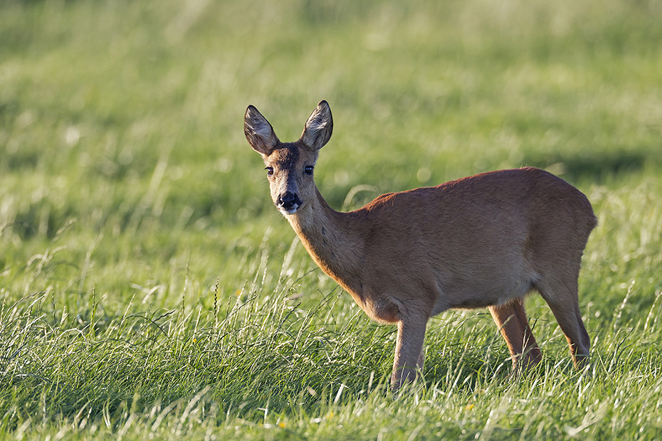 Rehe erreichen eine Koerperlaenge von 95 - 135 cm  -  (Rehwild - Foto Ricke auf einer Aesungsflaeche), Capreolus capreolus, Roe Deer has a body lenght of 95 to 135 cm  -  (European Roe Deer - Photo Roe Deer doe on a meadow)