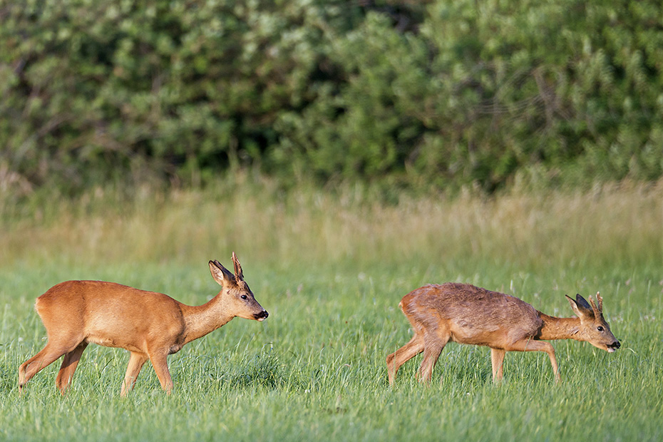 Als ein dritter aelterer Rehbock auf die Wiese zieht, wechseln die Jaehrlinge gemeinsam in den Einstand, Capreolus capreolus, When a third older Roebuck moves to the meadow, the yearlings leave the field together and look for cover