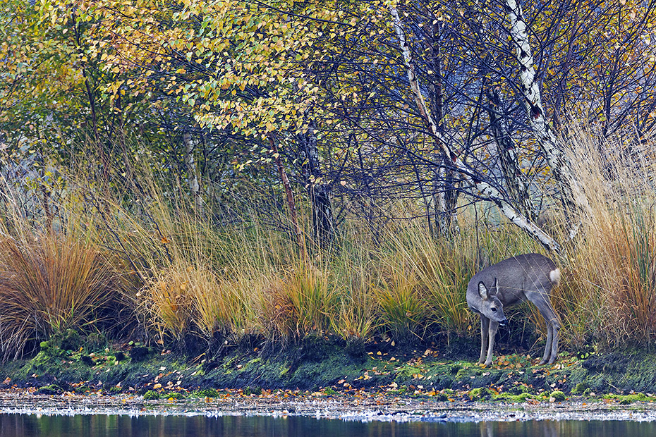 Eine Ricke im Spaetherbst am Ufer eines Moorsees, Capreolus capreolus, A Roe Deer doe in late autumn on the shore of a lake in a bog