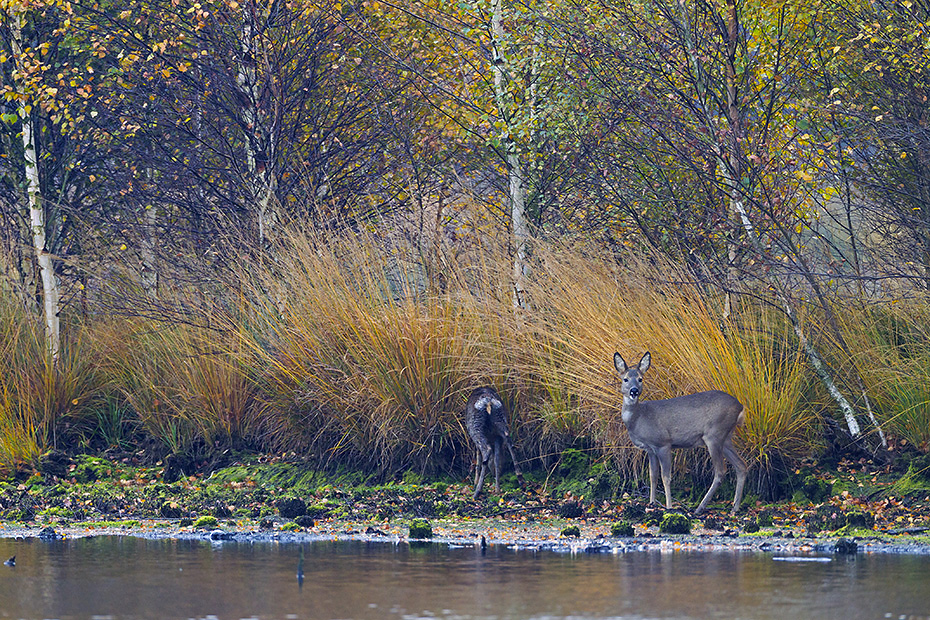 Im Spaetherbst sucht eine Ricke mit einem diesjaehrigen Kitz am Ufer eines Moorsees nach Aesung, Capreolus capreolus, In late fall a Roe Deer doe with this years fawn is looking for food on the shore of a lake in a bog