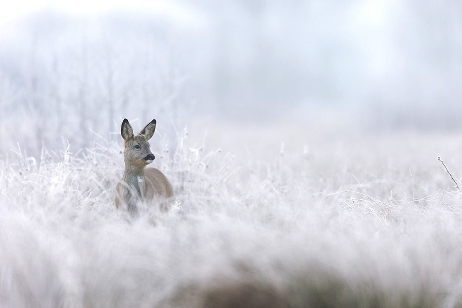 Bockkitz im Moor an einem Morgen mit Raureif, Capreolus capreolus, Male Roe Deer fawn in a bog covered with frost