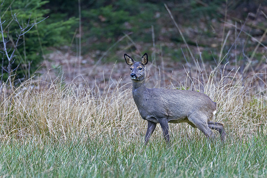 Ein weibliches Reh auf einer Wildwiese beobachtet aufmerksam einen Spaziergaenger auf einem Waldweg, Capreolus capreolus, A female Roe Deer on a game meadow observes attentively a walker on a forest path