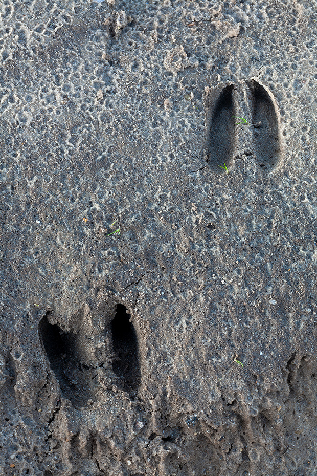 Rehspuren im Duenensand  -  Rehfaehrten im Duenensand, Capreolus capreolus, Roe Deer tracks in dune sand  -  Roe Deer spoor - Roe Deer footprint - Roe Deer trail