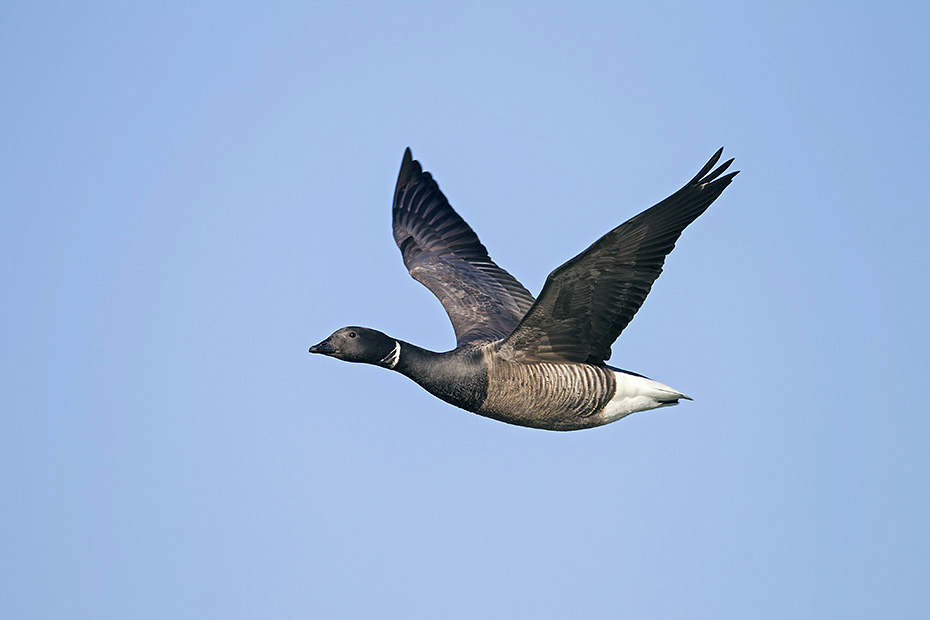 Ringelgaense sind sehr gesellige Voegel  -  (Foto Ringelgans im Flug), Branta bernicla, Brent Goose is a highly gregarious bird  -  (Brant - Photo Brent Goose in flight)