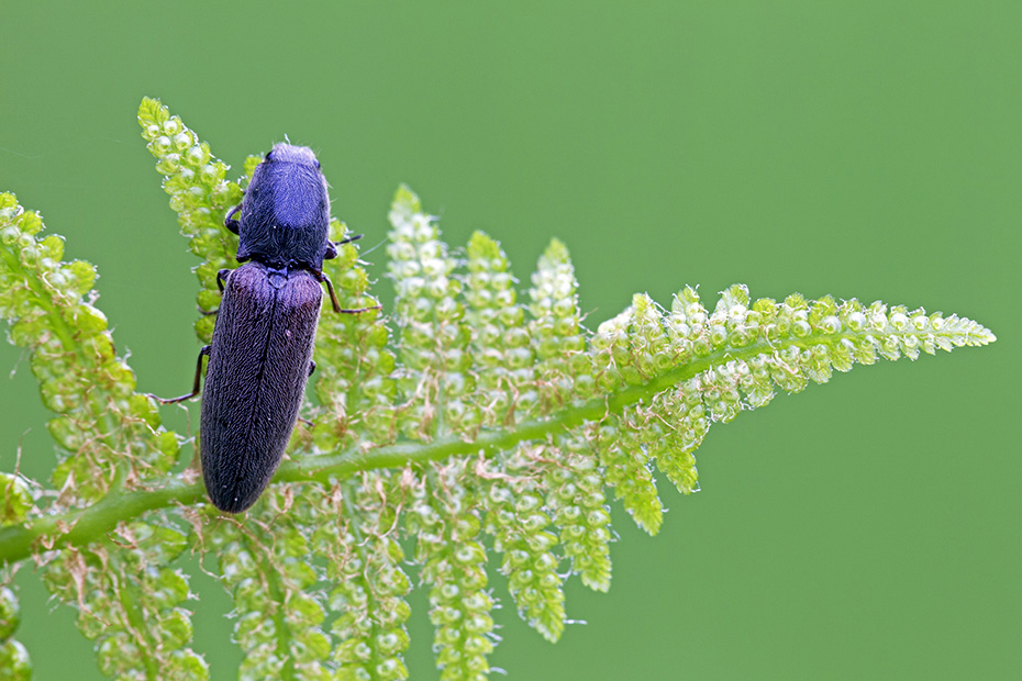 Rotbauchige Laubschnellkaefer koennen am besten im Juli beobachtet werden, Athous haemorrhoidalis, Garden Click Beetle, they are most active in July