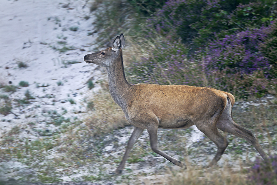 Rothirsch, die Geweihe bestehen aus einer knochenartigen Substanz  -  (Rotwild - Foto Rottier in einer Heidelandschaft), Cervus elaphus, Red Deer, the antlers are made of bone  -  (Photo Red Deer hind in heath)