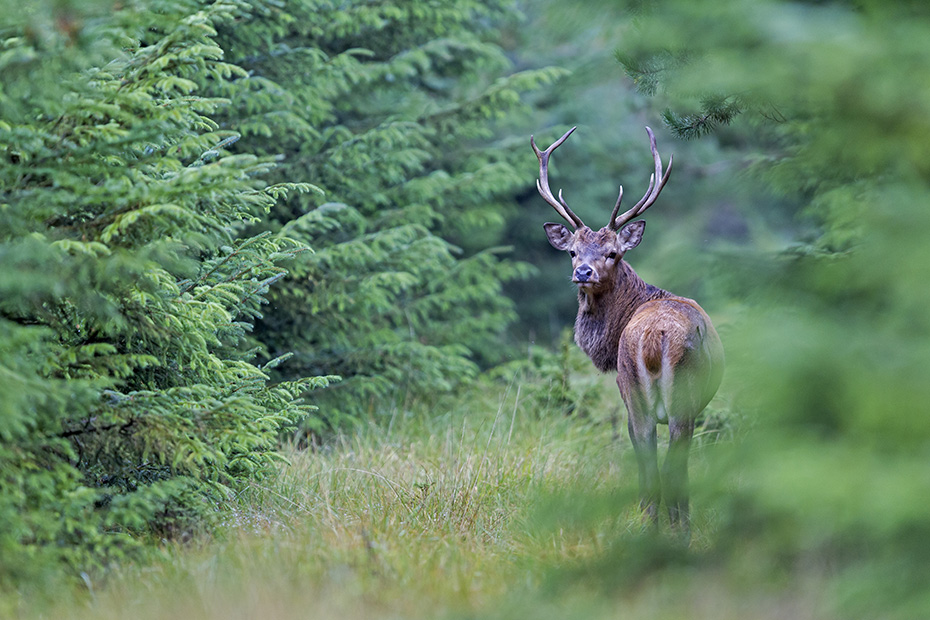 Rothirsch auf einem Wildwechsel, Cervus elaphus, Red stag on a deer path