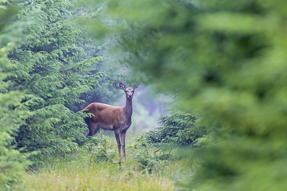 Rottier im Regen auf einer Waldschneise, Cervus elaphus, Red Deer hind in rain on a forest aisle
