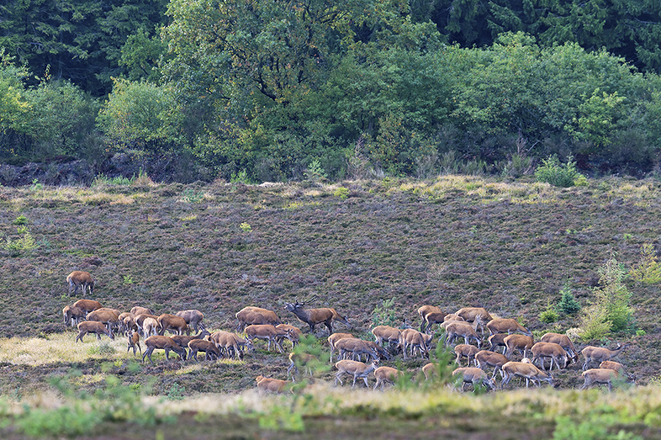 Rothirsch steht roehrend mit einem Rudel auf einer grossen Heideflaeche, Cervus elaphus, Red stag stands roaring between females and calves on a heath area