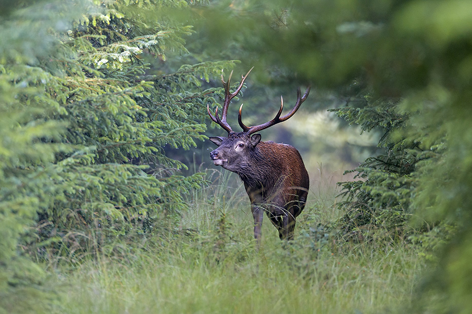 Ein Rothirsch folgt einem Rottier in den Bestand, Cervus elaphus, Red Deer stag follows a hind into the stand