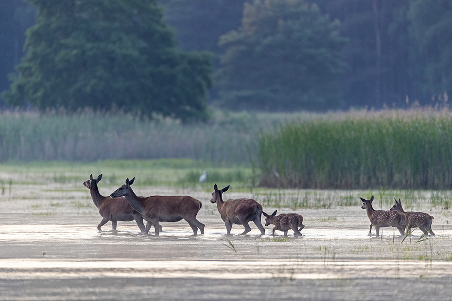Am fruehen Morgen ziehen einige Rottiere mit ihren Kaelbern durch einen Teich, Cervus elaphus, In the early morning some Red deer hinds move with their calves through a pond