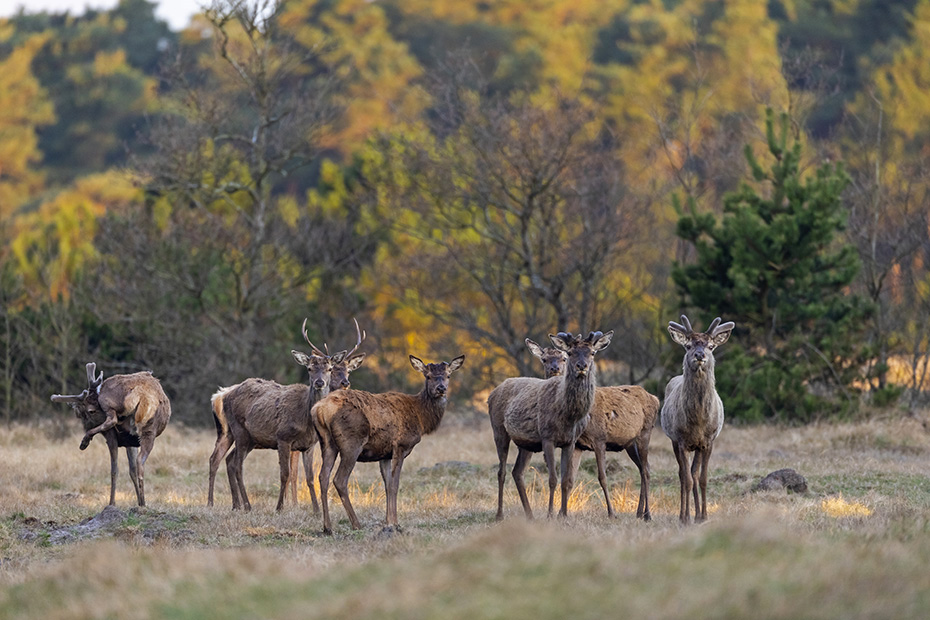 Eine Gruppe Rothirsche unterschiedlicher Altersklassen am fruehen Morgen, Cervus elaphus, A group of Red Deer stags of different ages in the early morning