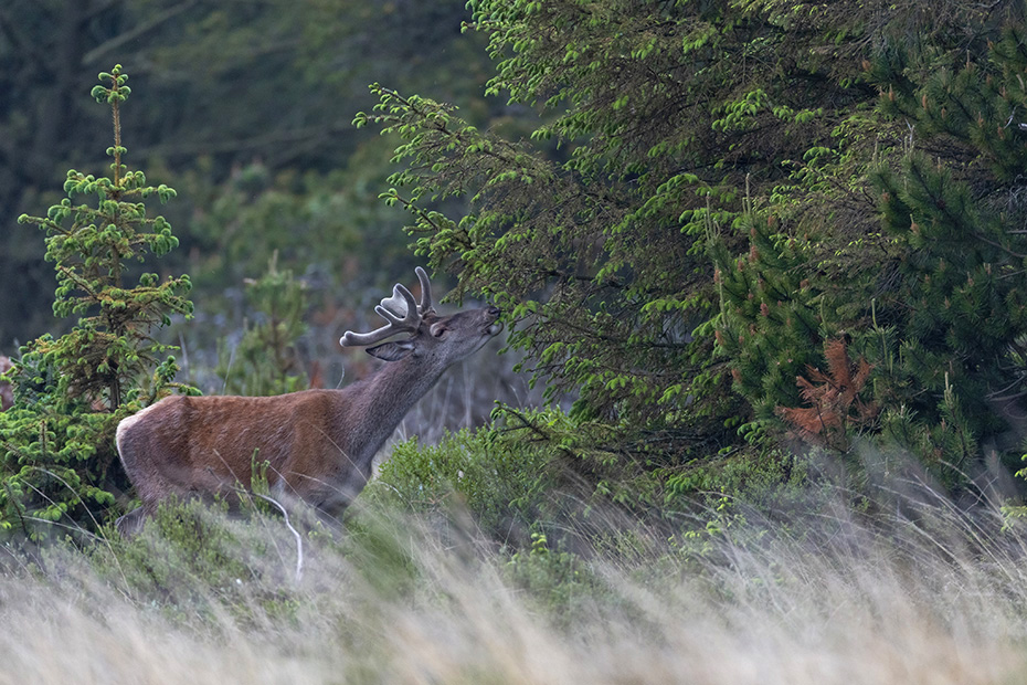 Ein Rothirsch frisst die frischen Triebe einer Fichte, Cervus elaphus, A Red Deer stag eats the fresh shoots of a spruce