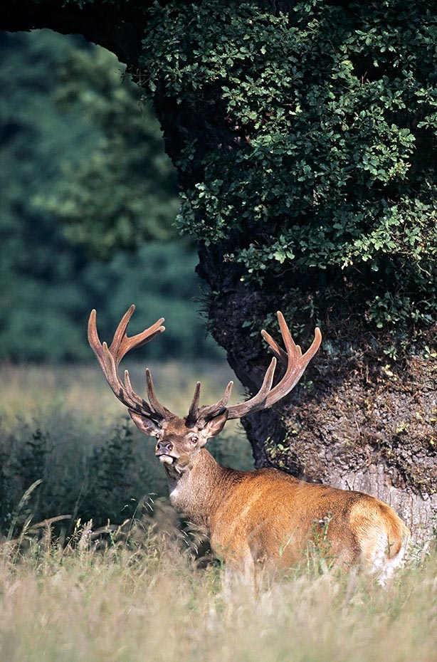 Rothirsch bis zum Beginn der Brunft aendert sich die soziale Rangordnung in einem Hirschrudel mehrmals - (Foto Rothirsch im Bast), Cervus elaphus, Red Deer is one of the largest deer species - (Photo Red Deer stag with velvet antlers)