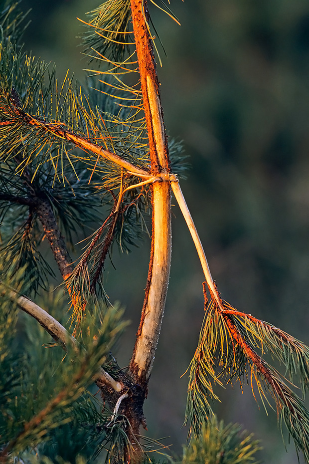 Waldkiefer stark geschaedigt vom Rothirsch beim Fegen des Geweihs, Pinus sylvestris  -  Cervus elaphus, Scots Pine damaged by bull Red Deer during rub of the velvet