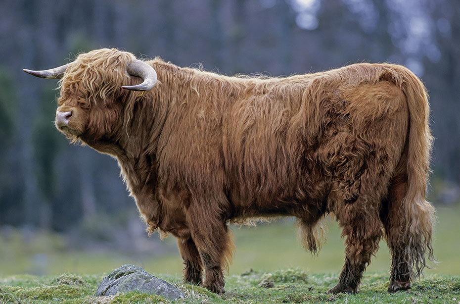 Schottisches Hochlandrind, die Bullen dominieren im Alter von 2 Jahren erwachsene Weibchen - (Foto Bulle), Bos primigenius taurus - Bos taurus, Highland Cattle, young bulls would dominate adult cows when they 2 years of age - (Photo bull)