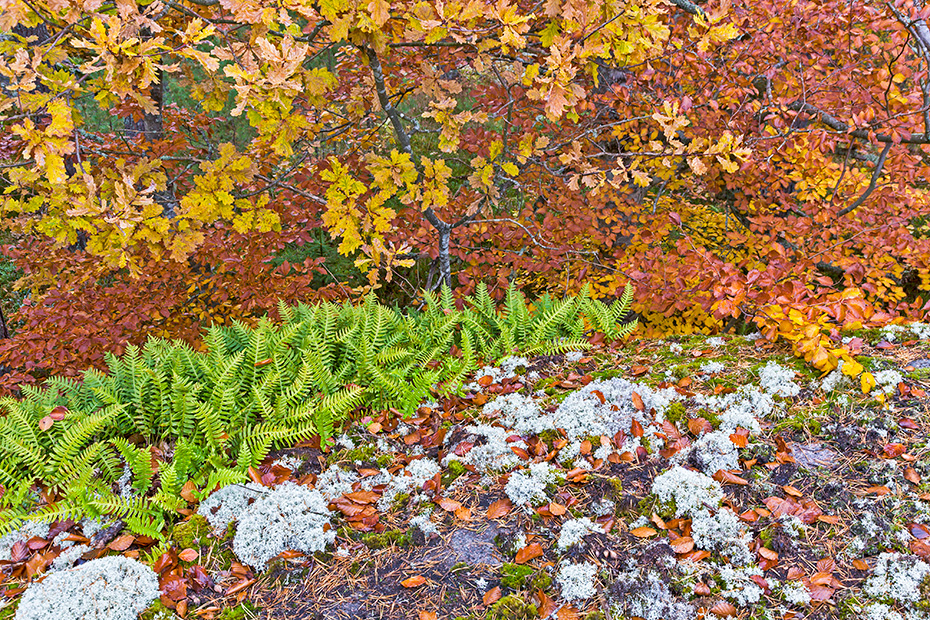 Tuepfelfarn und Eiche im Herbst, Schwedischer Schaerengarten, Polypody and oak in fall