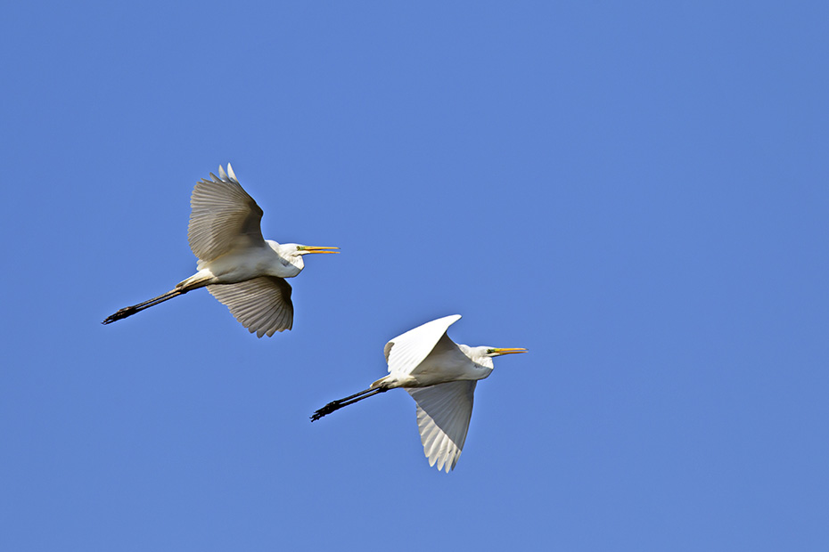 Silberreiher erreichen eine Koerperlaenge von 80 - 104 cm  -  (Foto Silberreiher Altvoegel im Flug), Ardea alba, Great Egret has a body length of 80 to 104 cm  -  (Great White Egret - Photo Great Egret adult birds in flight)