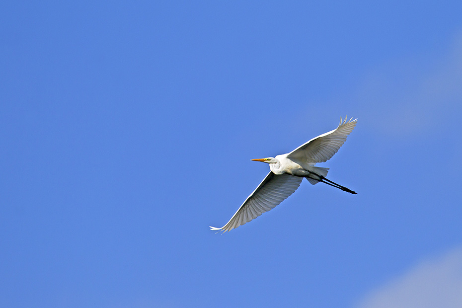 Silberreiher brueten erstmalig in einem Alter von 2 - 3 Jahren  -  (Foto Silberreiher im Flug), Ardea alba, Great Egret begins to breed at 2 to 3 years of age  -  (Large Egret - Photo Great Egret in flight)