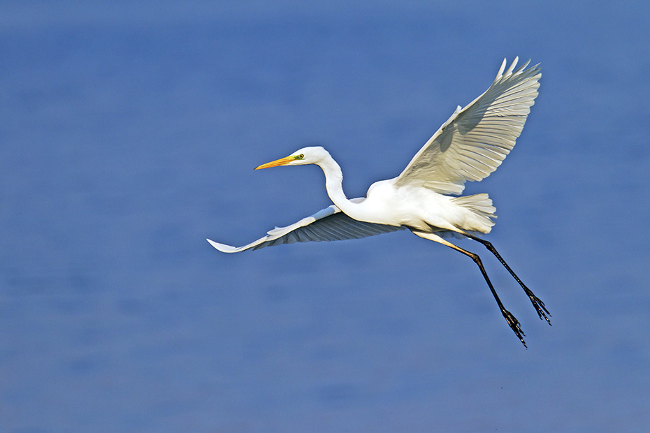 Silberreiher erreicht ein Durchschnittsgewicht von 1 - 1,5 kg  -  (Foto Silberreiher Altvogel im Landeanflug), Ardea alba, Great Egret has an average weight of 1 to 1,5 kg  -  (Common Egret - Photo Great Egret in landing approach)