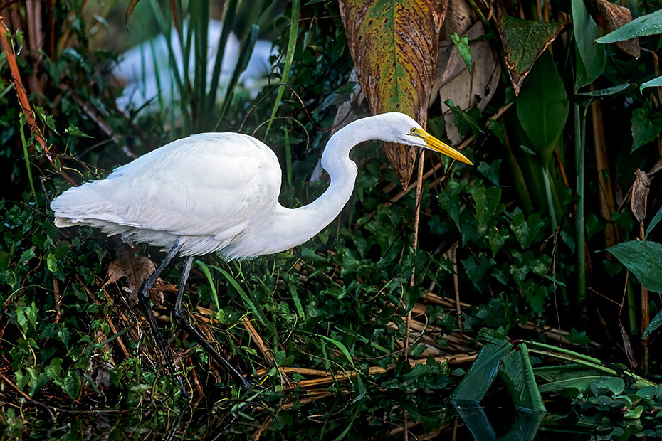 Silberreiher erreichen eine Fluegelspannweite von 145 - 170 cm  -  (Foto Silberreiher auf Nahrungssuche), Ardea alba, Great Egret has a wingspan of 145 to 170 cm  -  (Great White Egret - Photo Great Egret foraging)