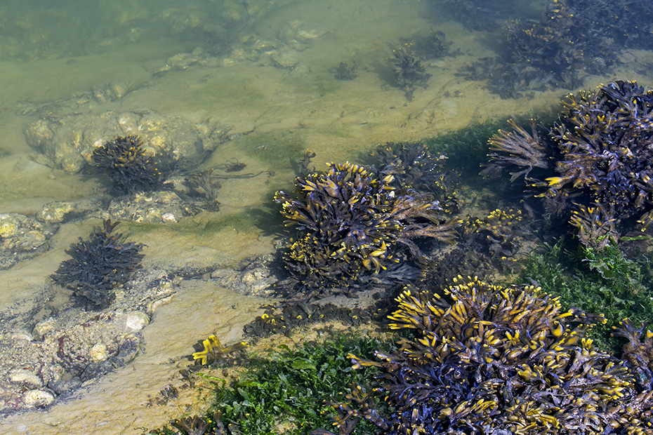Spiraltang gehoert zur Familie der Meeresalgen  -  (Kleiner Blasentang - Foto Spiraltang an der Nordseekueste), Fucus spiralis, Spiral Wrack is a species of seaweed  -  (Flat Wrack - Photo Spiral Wrack on the North Sea coast)