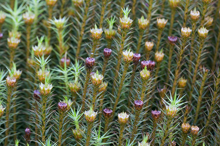 Das Steifblaettrige Frauenhaarmoos ist eine typische Pflanze in Mooren und nordischen Suempfen  -  (Steifblaettriges Widertonmoos - Foto Steifblaettriges Frauenhaarmoos in einem kleinen Moor im Wald), Polytrichum strictum, The Strict Haircap is a typical plant species of fens and boreal bogs  -  (Hummock Haircap - Photo Strict Haircap in a small bog in the forest)