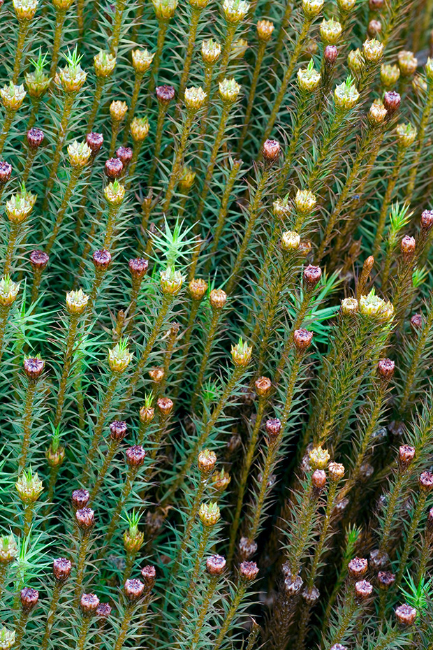 Das Steifblaettrige Frauenhaarmoos waechst haeufig auf Torfmoosen, Polytrichum strictum, The Strict Haircap often grows on bog mosses