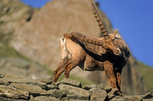 Alpensteinbock bei der Fellpflege - (Gemeiner Steinbock), Capra ibex, Alpine Ibex buck grooming - (Steinbock)