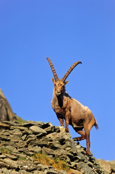 Alpensteinbock im Hochgebirge - (Gemeiner Steinbock), Capra ibex, Alpine Ibex buck standing in the high mountain range - (Steinbock)