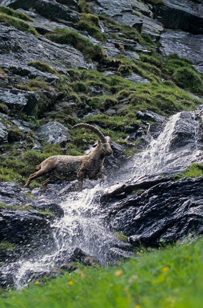 Alpensteinbock ueberquert einen Gebirgsbach - (Gemeiner Steinbock), Capra ibex, Alpine Ibex buck crossing a mountain torrent - (Steinbock)