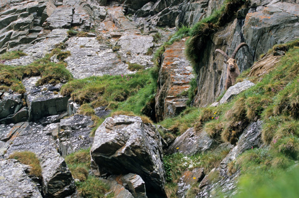 Alpensteinbock ruht in einer Felswand - (Gemeiner Steinbock), Capra ibex, Alpine Ibex buck resting in a crag - (Steinbock)