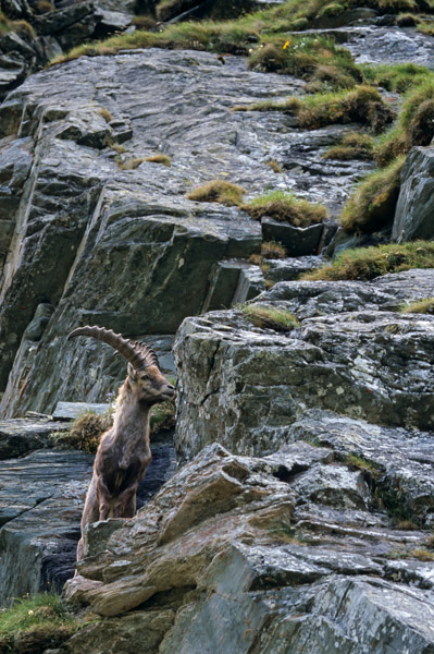 Alpensteinbock klettert in einer Felswand - (Gemeiner Steinbock), Capra ibex, Alpine Ibex buck climbing in a crag - (Steinbock)