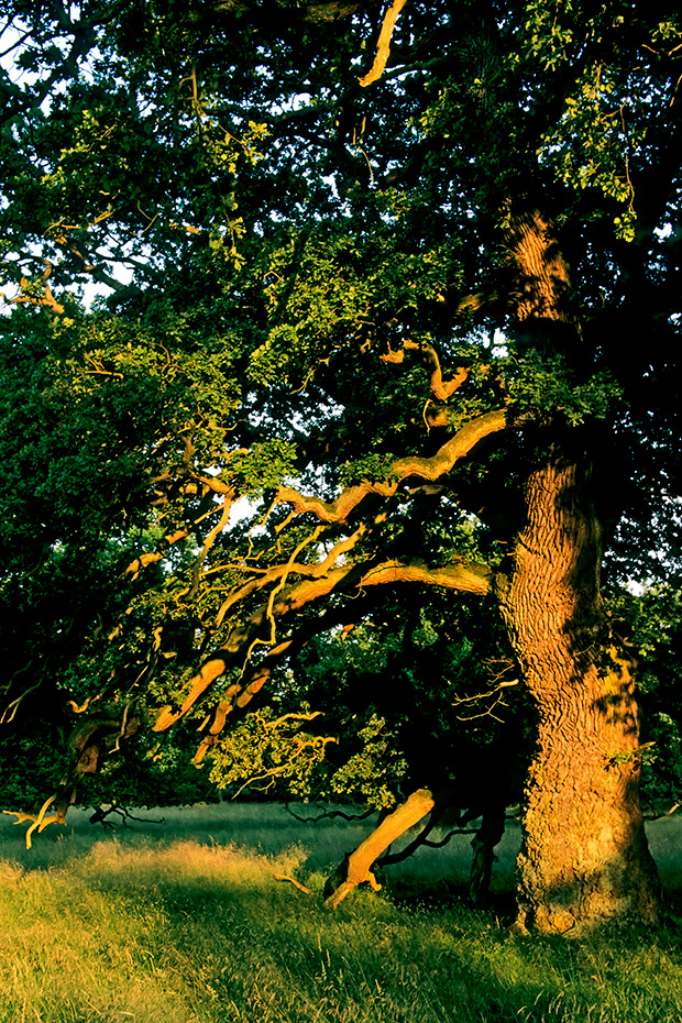 Eine Stieleiche im letzten Licht der Abendsonne, Quercus robur, A Common Oak in the last light of the evening sun