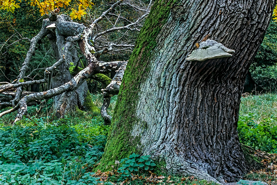 Die Baumstaemme alter Stieleichen erreichen eine beeindruckende Groesse, heutzutage ein viel zu seltener Anblick, Quercus robur, The trunks of old Common Oaks reach an impressive size, nowadays a much too rare sight