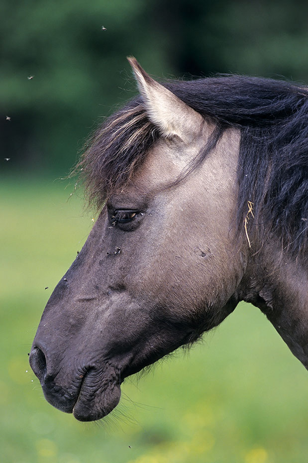 Konik - Hengst steht entspannt auf einer Waldwiese - (Waldtarpan - Rueckzuechtung), Equus ferus caballus - Equus ferus ferus, Heck Horse stallion stands relaxed on a forest meadow - (Tarpan - breeding back)
