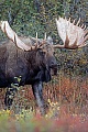 Moose, in the mating season, the bulls will fight for access to females  -  (Giant Moose - Photo bull Moose)
