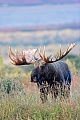 Elche sind sehr gute Schwimmer  -  (Alaskaelch - Foto kapitaler Elchschaufler), Alces alces - Alces alces gigas, Moose are excellent swimmers  -  (Giant Moose - Photo bull Moose in the tundra)