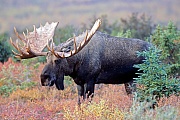Elche koennen Heu nicht verdauen, dadurch ist die Haltung in Gefangenschaft sehr schwierig  -  (Alaska-Elch - Foto Elchschaufler in der herbstlichen Tundra), Alces alces - Alces alces gigas, Moose cannot digest hay  -  (Giant Moose - Photo bull Moose in indian summer)