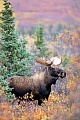 Elche sind sehr gute Schwimmer  -  (Alaskaelch - Foto junger Elchbulle im Denali-Nationalpark), Alces alces - Alces alces gigas, Moose are excellent swimmers  -  (Giant Moose - Photo young bull Moose in Denali National Park)