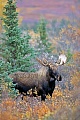 Elche sind die einzige Hirschart, die auch unter Wasser fressen kann  -  (Alaska-Elch - Foto junger Elchbulle vor Brunftbeginn), Alces alces - Alces alces gigas, Moose are the only deer that are capable of feeding underwater  -  (Alaskan Moose - Photo young bull Moose in Denali National Park)