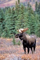 Elch, gute Beobachtungsmoeglichkeiten finden Naturliebhaber in Norwegen, Schweden und Finnland  -  (Alaskaelch - Foto Elchbulle im Denali Nationalpark), Alces alces - Alces alces gigas, Moose are found in large numbers throughout Norway, Sweden and Finland  -  (Alaska Moose - Photo bull Moose in Denali National Park)
