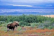 Elch, eine sehr wichtige Rolle bei der Ernaehrung spielen Wasserpflanzen  -  (Alaska-Elch - Foto Elchbulle in der herbstlichen Tundra), Alces alces - Alces alces gigas, Moose need to consume a good quantity of aquatic plants  -  (Alaskan Moose - Photo bull Moose in the tundra)